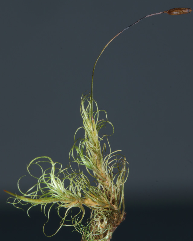 Paraleucobryum longifolium